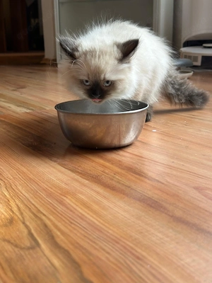 Bkh Kitten Männlich