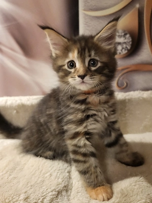Kitten von xxl Coonis und Champions in der Abstammung 