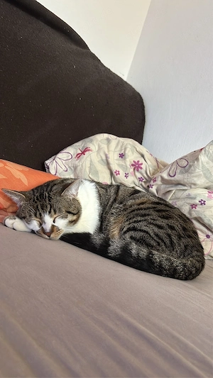 kater Bengal-Mix