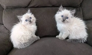 Kuschelalarm! Reinrassiges Ragdoll-Kätzchen