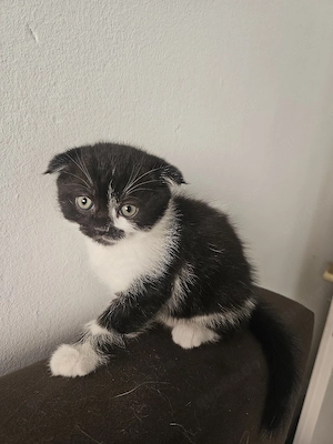 kitten bkh