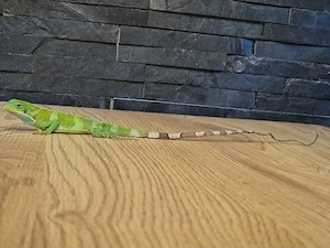 brachylophus fasciatus ( Fidschi Leguan)