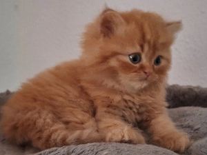 Zwei bezaubernde Perser Babys 