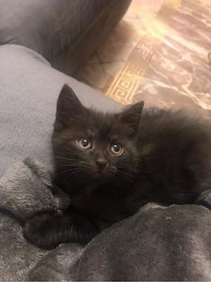 bkh mix kitten