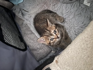 Zwei süße Britisch Kurzhaar Tabby Kitten suchen ein liebevolles Zuhause