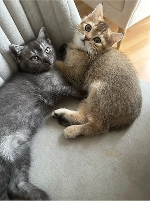 Süße Katzenbabys suchen ein liebevolles Zuhause!