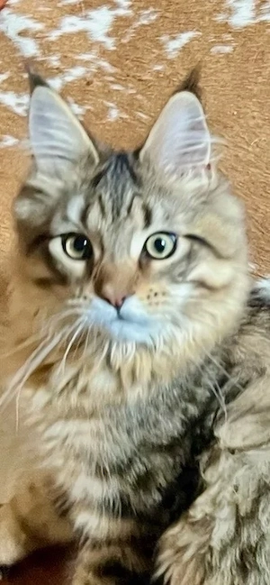 Maine Coon Kater sucht liebevolles Zuhause