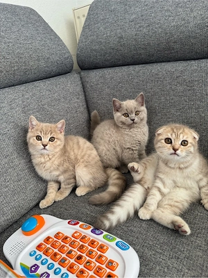 Britisch Kurzhaar Katze Bkh kitten