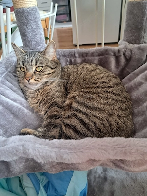 Katze sucht dringend ein neues Zuhause 