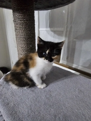 Kitten, Gkückskitten, Glückskatze, Katzenbaby