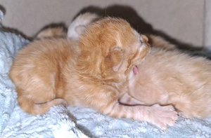 Vier zauberhafte BKH Kater in besonderen, seltenen Farben Red und Creme Silver Classic Tabby 