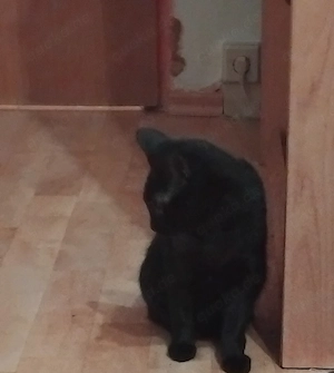 Katze weiblich 