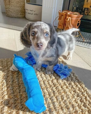 Dackelwelpen suchen ein liebevolles Zuhause zur kostenlosen Adoption. Bild 2