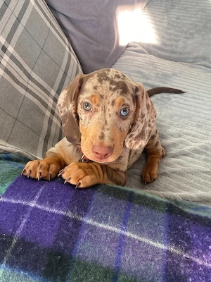Dackelwelpen suchen ein liebevolles Zuhause zur kostenlosen Adoption. Bild 3
