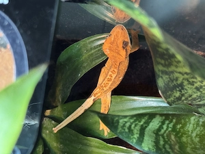 Verkaufe mein kronengecko mit Terrarium und alles was dazu gehört
