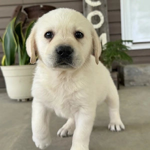 Niedliche und liebenswerte Labrador-Welpen suchen ein liebevolles Zuhause. Sie sind entwurmt, gechip