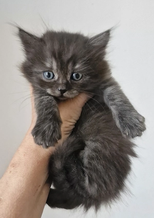 Britisch kurzhaar langhaar Kitten 
