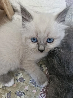 Heilige Birma Kitten