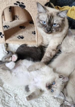 Heilige Birma Kater  Brüder Babies