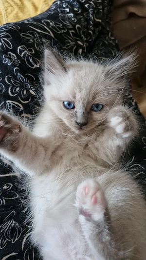Heilige Birma Kitten