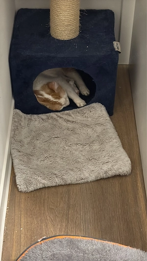 verkaufe hier zwei süsse katzen Bild 5