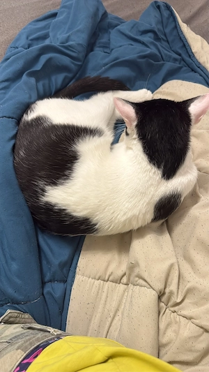 verkaufe hier zwei süsse katzen Bild 3