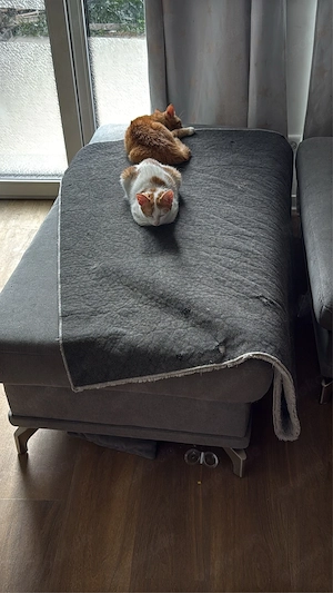 verkaufe hier zwei süsse katzen Bild 4