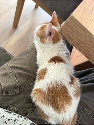 verkaufe hier zwei süsse katzen Bild 2