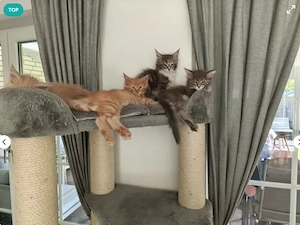Wunderhübsche Maine Coon Kitten mit Stammbaum 