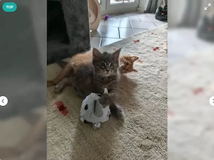 Wunderhübsche Maine Coon Kitten mit Stammbaum 