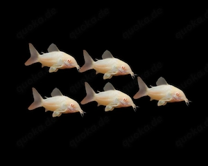 Albino Panzerwels Osteogaster aeneus 