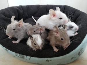 6 fesche Degu Buben,Kids mit unterschiedlichen Farben:Lilac-Schoko-Blue-non Schecken suchen Dich!