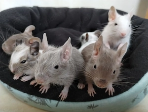 6 fesche Degu Buben,Kids mit unterschiedlichen Farben:Lilac-Schoko-Blue-non Schecken suchen Dich! Bild 2
