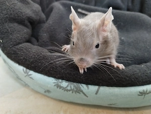 6 fesche Degu Buben,Kids mit unterschiedlichen Farben:Lilac-Schoko-Blue-non Schecken suchen Dich! Bild 5