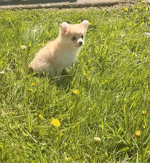 kleine Pomchi-Maus sucht ihre Familie