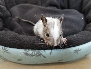6 fesche Degu Buben,Kids mit unterschiedlichen Farben:Lilac-Schoko-Blue-non Schecken suchen Dich! Bild 7