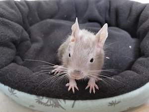 6 fesche Degu Buben,Kids mit unterschiedlichen Farben:Lilac-Schoko-Blue-non Schecken suchen Dich! Bild 6