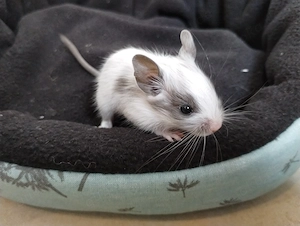 6 fesche Degu Buben,Kids mit unterschiedlichen Farben:Lilac-Schoko-Blue-non Schecken suchen Dich! Bild 8