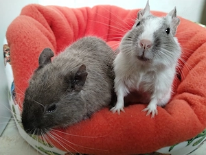 6 fesche Degu Buben,Kids mit unterschiedlichen Farben:Lilac-Schoko-Blue-non Schecken suchen Dich! Bild 9