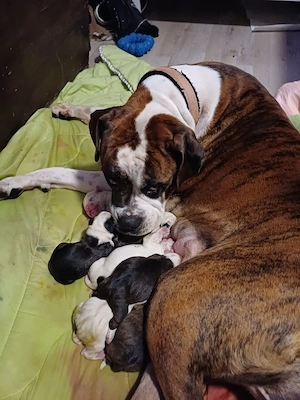 welpe boxer french mix 