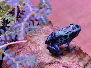 Dendrobates Azureus Pfeilgiftfrosch Blauer Baumsteiger