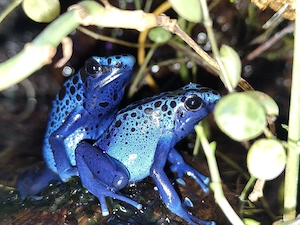 Dendrobates Azureus Pfeilgiftfrosch Blauer Baumsteiger Bild 2
