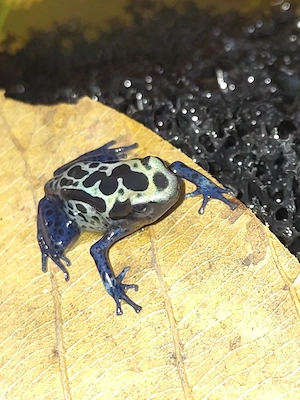 Dendrobates Azureus Pfeilgiftfrosch Blauer Baumsteiger Bild 3