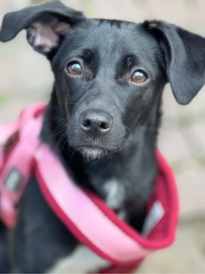 ungarischer Jagdhund Mix 