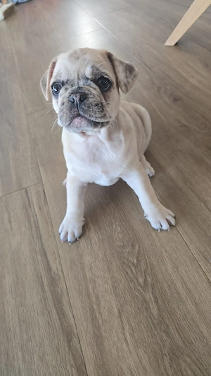 mops mischling weibchen
