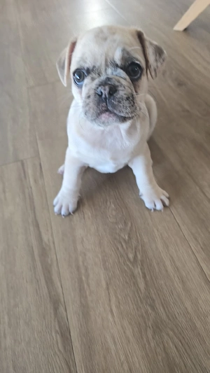 mops mischling weibchen 