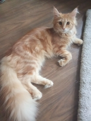 Wunderschöne Maine coon Dame 