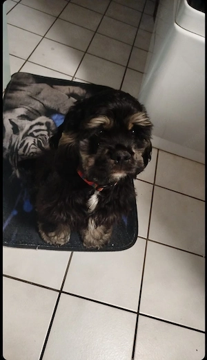 American cocker spaniel 