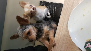 Yorkie Chihuahua Rüde und Chihuahua Dame in liebevolle Hände