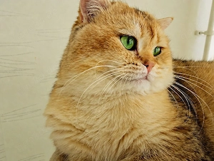 BKH Deckkater NY11 Golden Chinchilla mit grünen Augen und Stammbaum